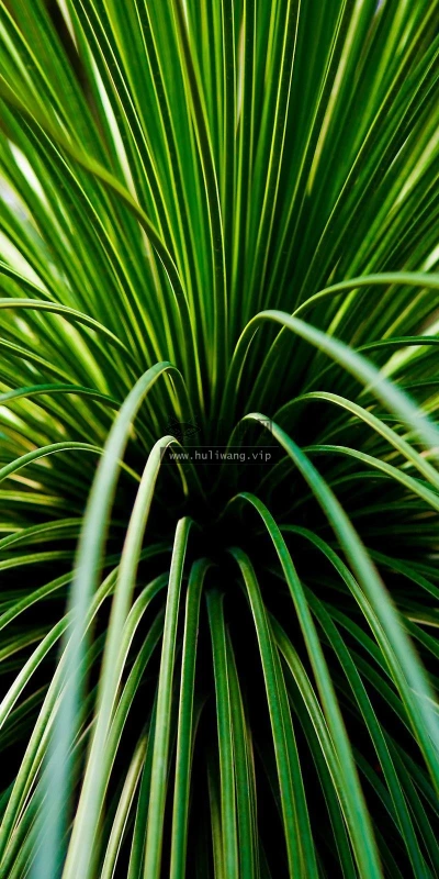 【24614】植物壁纸  2K 高清壁纸2560_1600@青蛙壁纸-笨猫小站