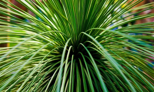【24614】植物壁纸  2K 高清壁纸2560_1600@青蛙壁纸-笨猫小站