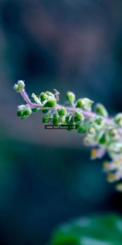 【24615】植物壁纸  2K 高清壁纸2560_1600@青蛙壁纸-笨猫小站