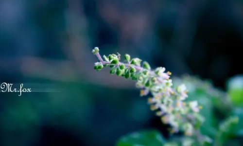 【24615】植物壁纸  2K 高清壁纸2560_1600@青蛙壁纸-笨猫小站