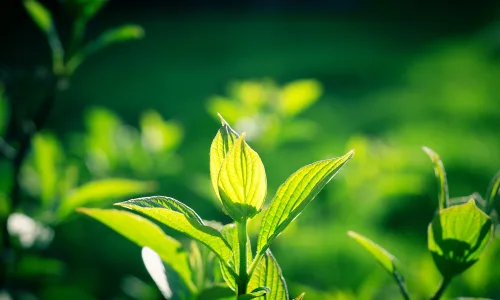【24617】植物壁纸  2K 高清壁纸2560_1600@青蛙壁纸-笨猫小站