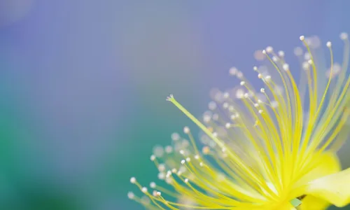 【24618】植物壁纸  2K 高清壁纸2560_1600@青蛙壁纸-笨猫小站