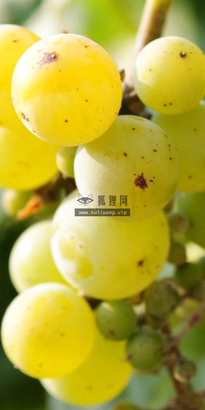 【24620】植物壁纸  2K 高清壁纸2560_1600@青蛙壁纸-笨猫小站
