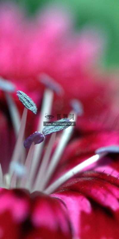 【24621】植物壁纸  2K 高清壁纸2560_1600@青蛙壁纸-笨猫小站