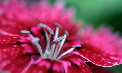 【24621】植物壁纸  2K 高清壁纸2560_1600@青蛙壁纸-笨猫小站