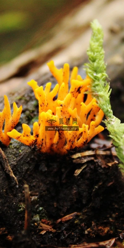 【24623】植物壁纸  2K 高清壁纸2560_1600@青蛙壁纸-笨猫小站