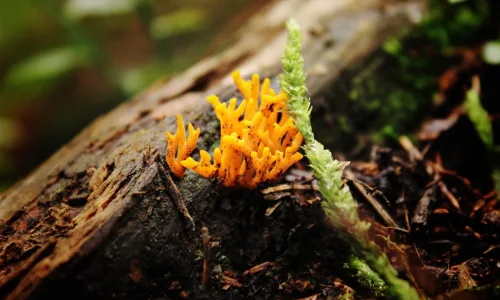 【24623】植物壁纸  2K 高清壁纸2560_1600@青蛙壁纸-笨猫小站