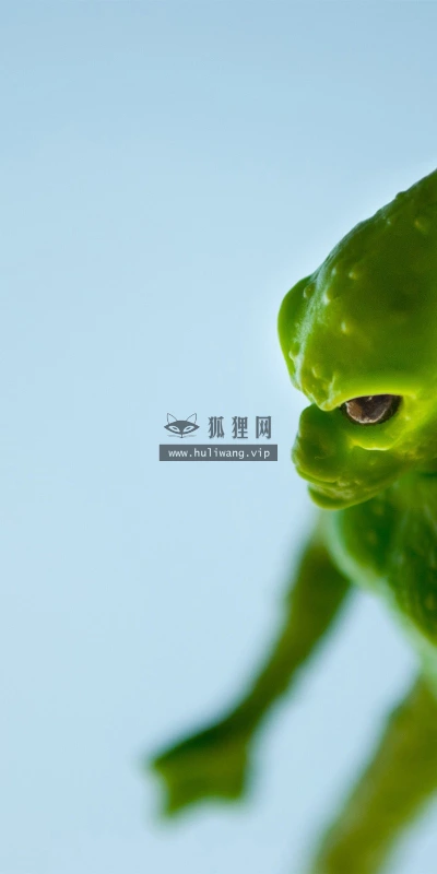 【24624】植物壁纸  2K 高清壁纸2560_1600@青蛙壁纸-笨猫小站