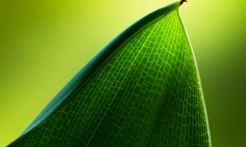 【24625】植物壁纸  2K 高清壁纸2560_1600@青蛙壁纸-笨猫小站