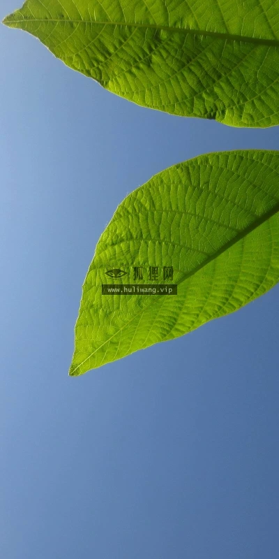 【24626】植物壁纸  2K 高清壁纸2560_1600@青蛙壁纸-笨猫小站