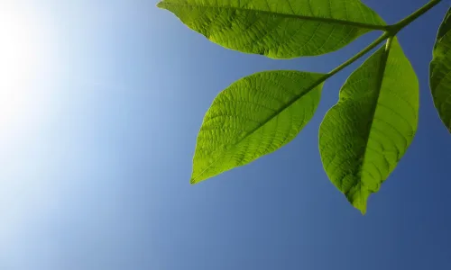 【24626】植物壁纸  2K 高清壁纸2560_1600@青蛙壁纸-笨猫小站