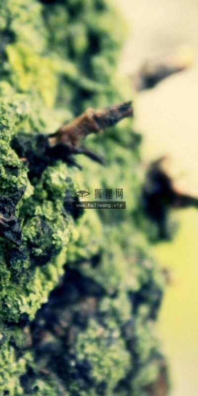 【24628】植物壁纸  2K 高清壁纸2560_1600@青蛙壁纸-笨猫小站