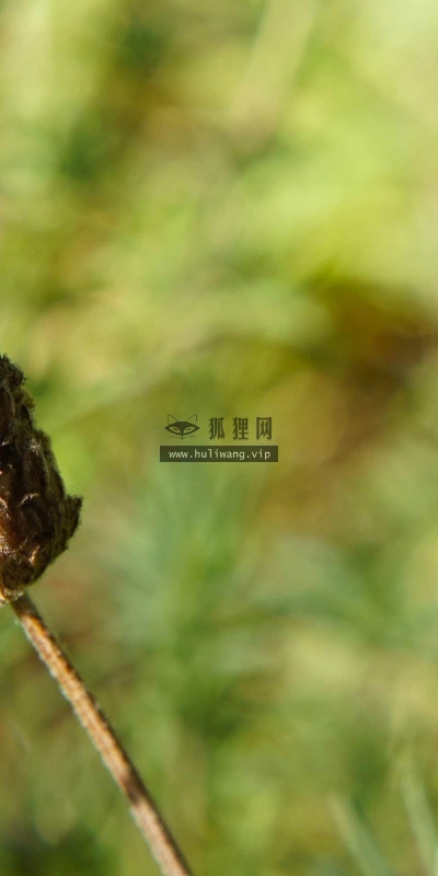 【24629】植物壁纸  2K 高清壁纸2560_1600@青蛙壁纸-笨猫小站