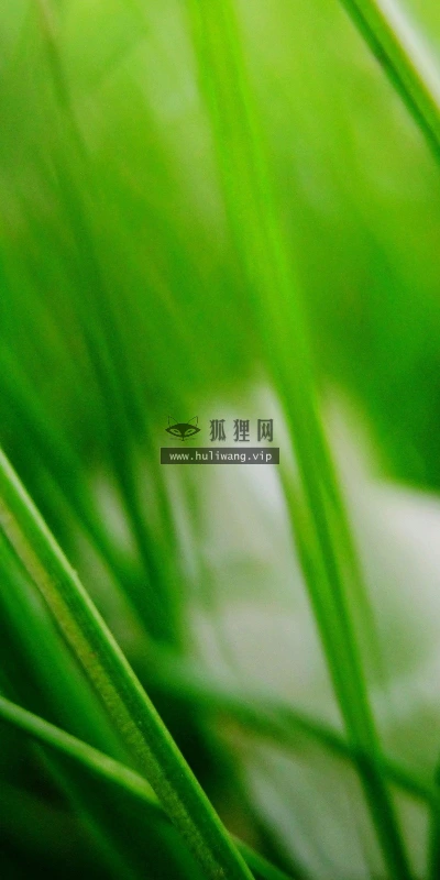 【24634】植物壁纸  2K 高清壁纸2560_1600@青蛙壁纸-笨猫小站