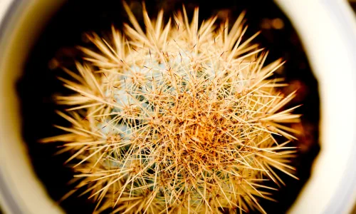 【24636】植物壁纸  2K 高清壁纸2560_1600@青蛙壁纸-笨猫小站