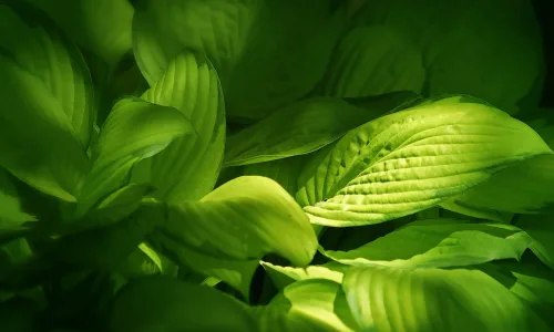 【24638】植物壁纸  2K 高清壁纸2560_1600@青蛙壁纸-笨猫小站