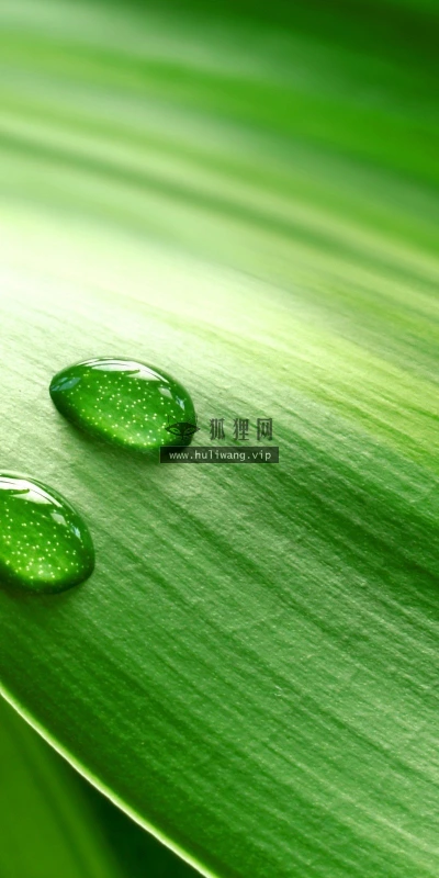 【24639】植物壁纸  2K 高清壁纸2560_1600@青蛙壁纸-笨猫小站
