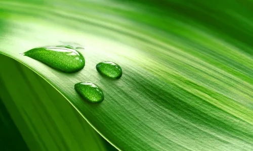 【24639】植物壁纸  2K 高清壁纸2560_1600@青蛙壁纸-笨猫小站