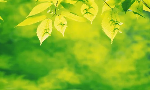 【24640】植物壁纸  2K 高清壁纸2560_1600@青蛙壁纸-笨猫小站