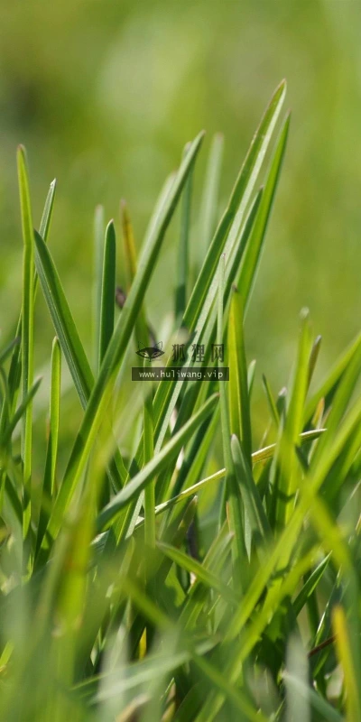 【24641】植物壁纸  2K 高清壁纸2560_1600@青蛙壁纸-笨猫小站