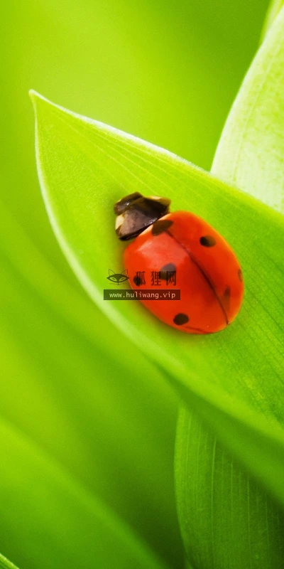 【24643】植物壁纸  2K 高清壁纸2560_1600@青蛙壁纸-笨猫小站
