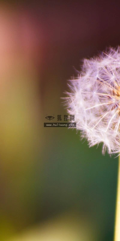 【24644】植物壁纸  2K 高清壁纸2560_1600@青蛙壁纸-笨猫小站