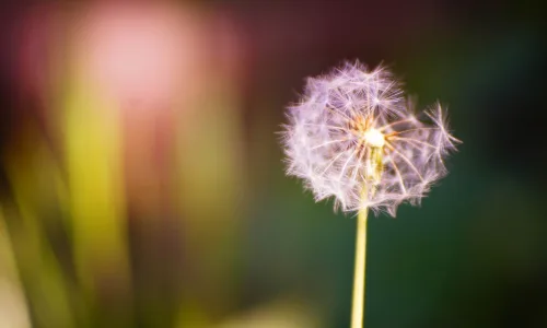 【24644】植物壁纸  2K 高清壁纸2560_1600@青蛙壁纸-笨猫小站