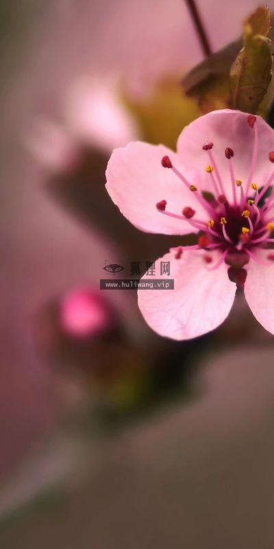 【24645】植物壁纸  2K 高清壁纸2560_1600@青蛙壁纸-笨猫小站