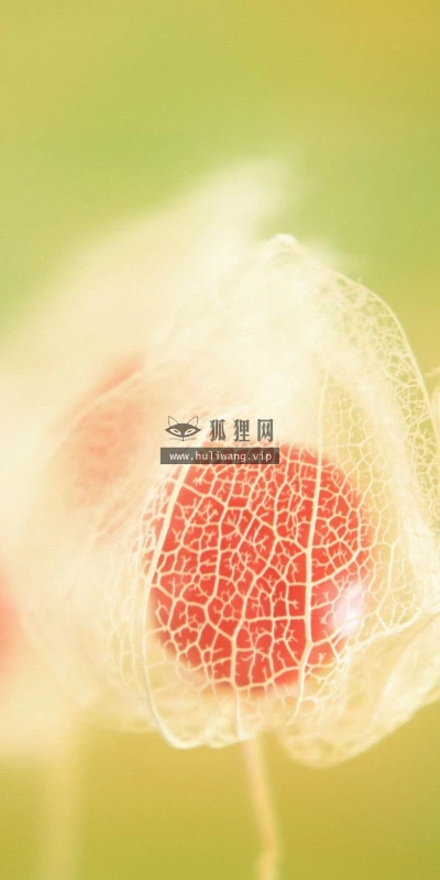 【24648】植物壁纸  2K 高清壁纸2560_1600@青蛙壁纸-笨猫小站