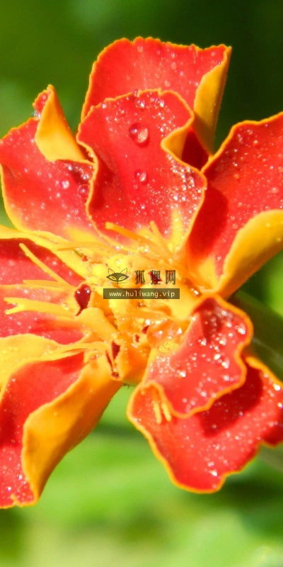 【24649】植物壁纸  2K 高清壁纸2560_1600@青蛙壁纸-笨猫小站