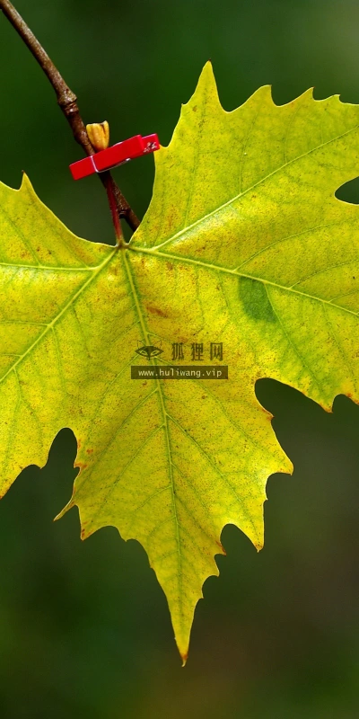 【24651】植物壁纸  2K 高清壁纸2560_1600@青蛙壁纸-笨猫小站