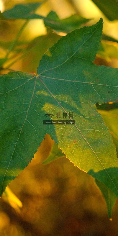 【24652】植物壁纸  2K 高清壁纸2560_1600@青蛙壁纸-笨猫小站