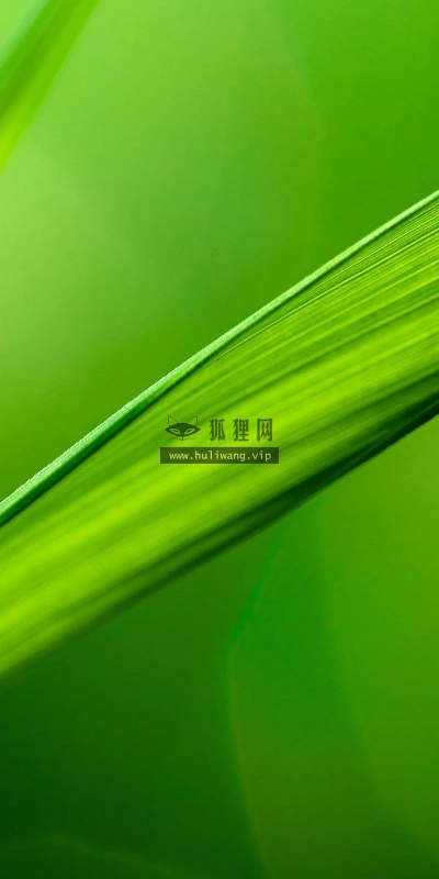 【24653】植物壁纸  2K 高清壁纸2560_1600@青蛙壁纸-笨猫小站