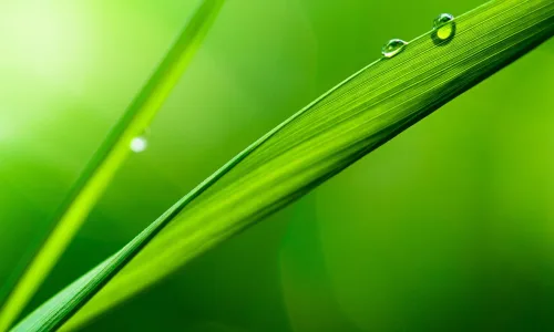 【24653】植物壁纸  2K 高清壁纸2560_1600@青蛙壁纸-笨猫小站