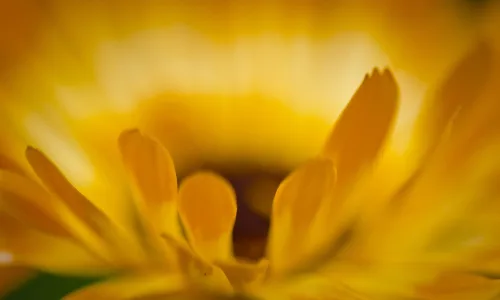 【24654】植物壁纸  2K 高清壁纸2560_1600@青蛙壁纸-笨猫小站