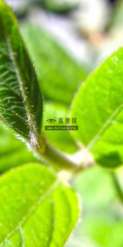 【24655】植物壁纸  2K 高清壁纸2560_1600@青蛙壁纸-笨猫小站