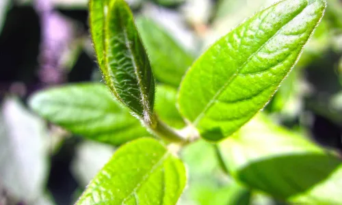 【24655】植物壁纸  2K 高清壁纸2560_1600@青蛙壁纸-笨猫小站