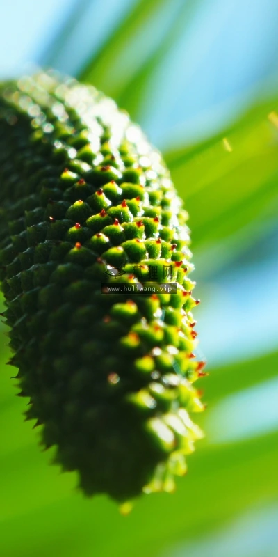 【24656】植物壁纸  2K 高清壁纸2560_1600@青蛙壁纸-笨猫小站