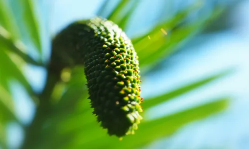 【24656】植物壁纸  2K 高清壁纸2560_1600@青蛙壁纸-笨猫小站