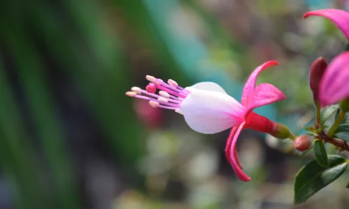 【24657】植物壁纸  2K 高清壁纸2560_1600@青蛙壁纸-笨猫小站