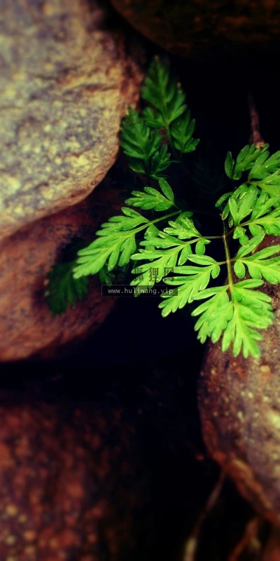 【24658】植物壁纸  2K 高清壁纸2560_1600@青蛙壁纸-笨猫小站