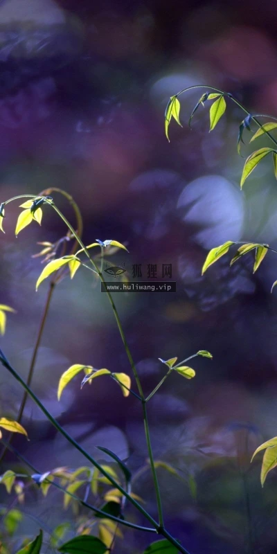 【24660】植物壁纸  2K 高清壁纸2560_1600@青蛙壁纸-笨猫小站