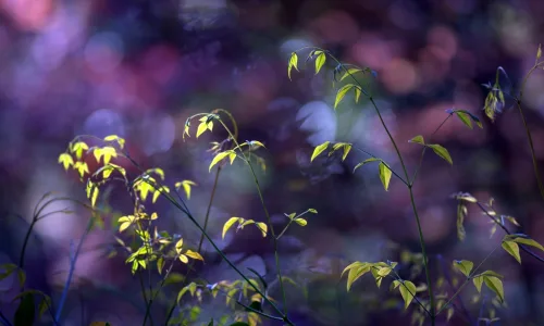 【24660】植物壁纸  2K 高清壁纸2560_1600@青蛙壁纸-笨猫小站