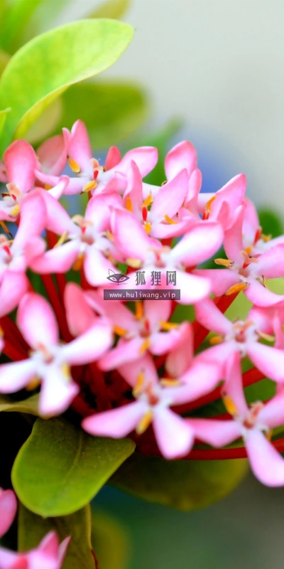 【24662】植物壁纸  2K 高清壁纸2560_1600@青蛙壁纸-笨猫小站