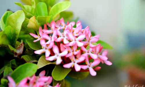 【24662】植物壁纸  2K 高清壁纸2560_1600@青蛙壁纸-笨猫小站