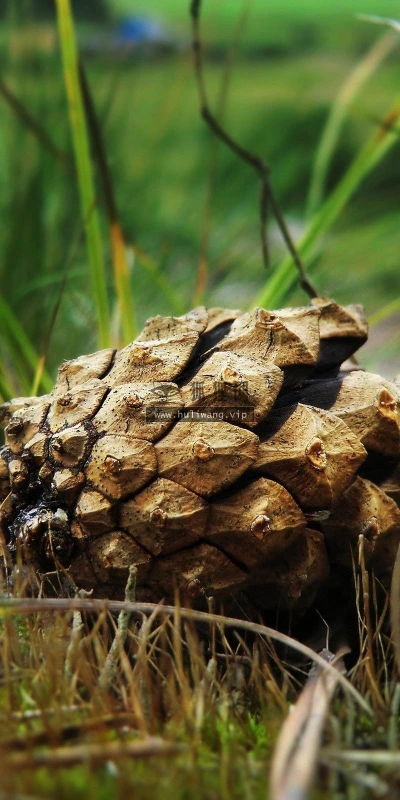 【24663】植物壁纸  2K 高清壁纸2560_1600@青蛙壁纸-笨猫小站