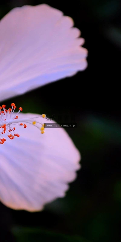 【24664】植物壁纸  2K 高清壁纸2560_1600@青蛙壁纸-笨猫小站