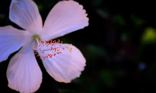 【24664】植物壁纸  2K 高清壁纸2560_1600@青蛙壁纸-笨猫小站