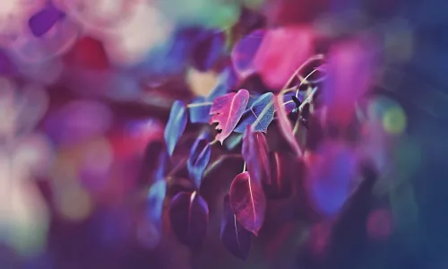 【24666】植物壁纸  2K 高清壁纸2560_1600@青蛙壁纸-笨猫小站