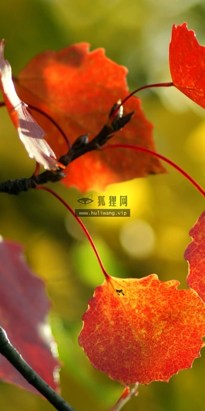 【24668】植物壁纸  2K 高清壁纸2560_1600@青蛙壁纸-笨猫小站
